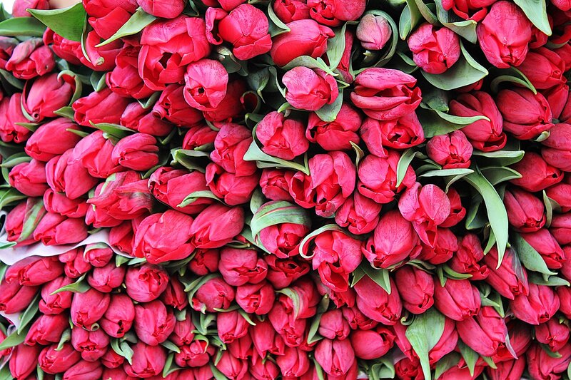 Red Tulips in Bunches