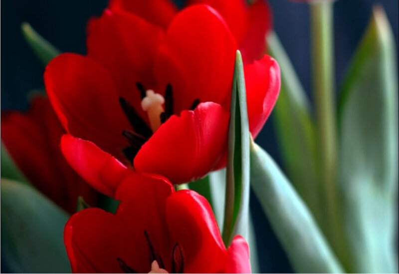 Red tulips in close-up