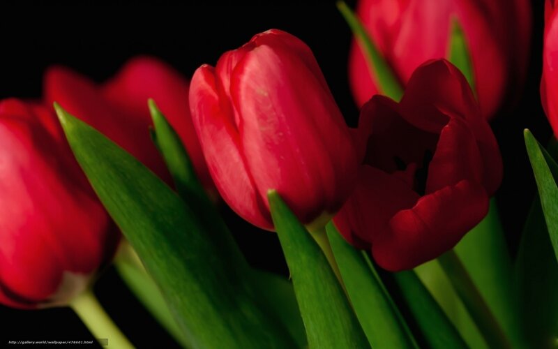 Red tulips in dark background