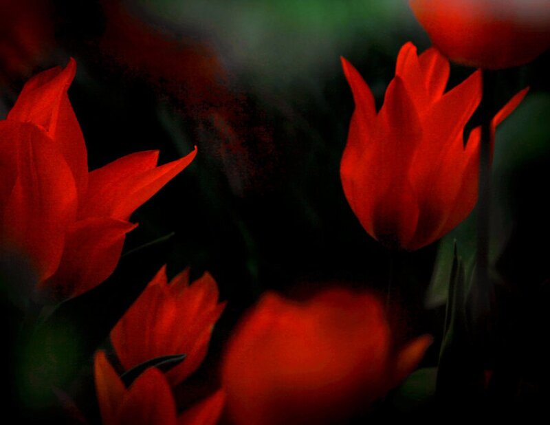 Red Tulips in Darkness — Dramatic