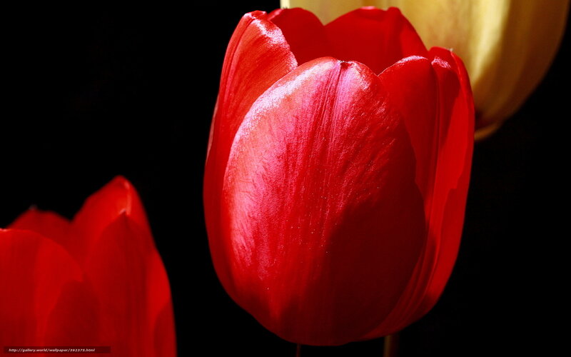 Red tulips in darkness