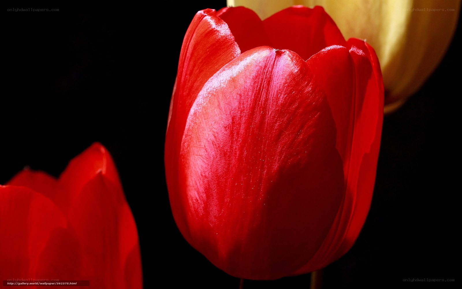 Red tulips in darkness