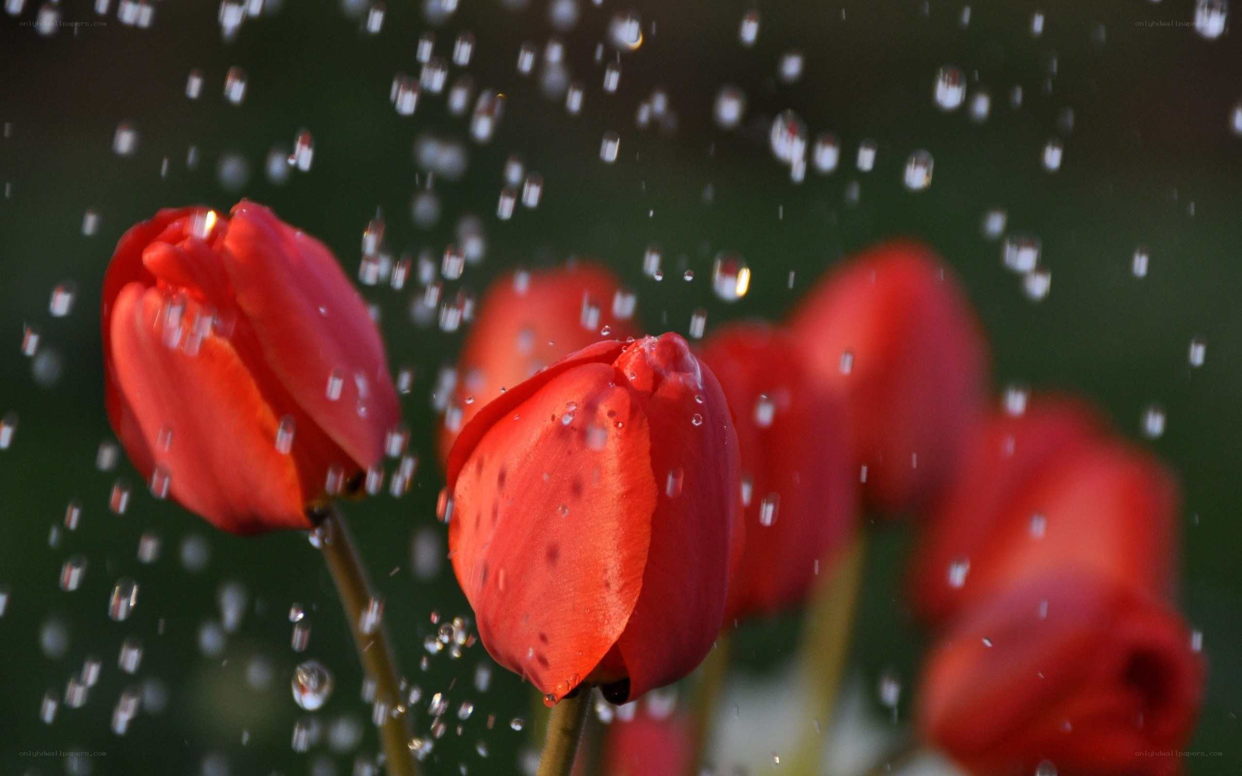 Red tulips in falling water