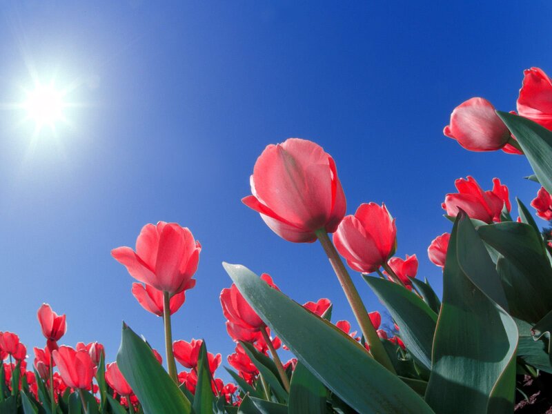 Red Tulips in Field — Blue, Bright, Afternoon