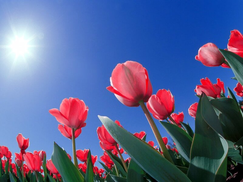 Red Tulips in Field — Blue, Bright