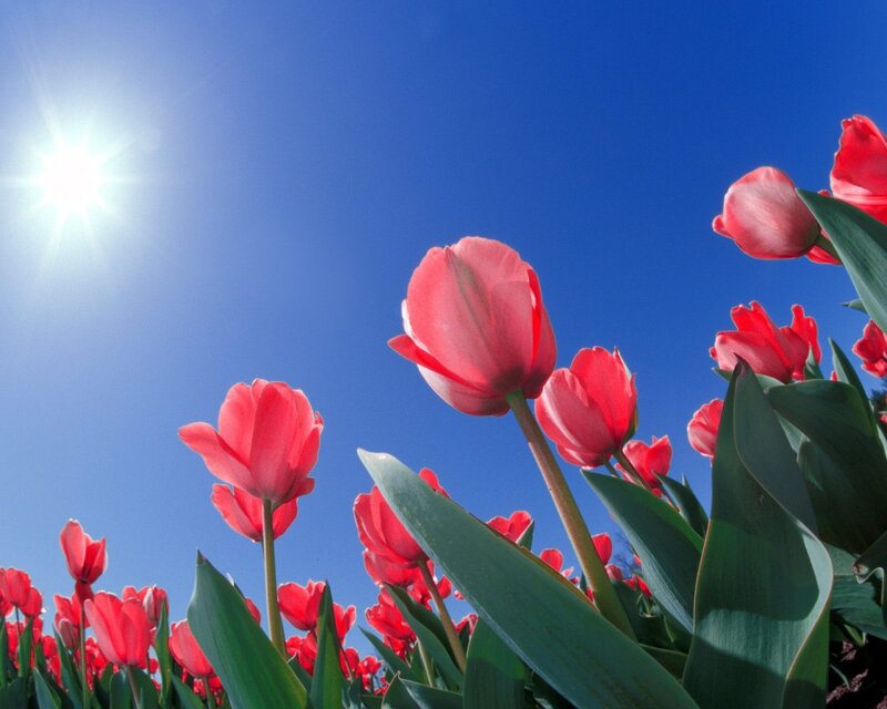 Red Tulips in Field — Blue