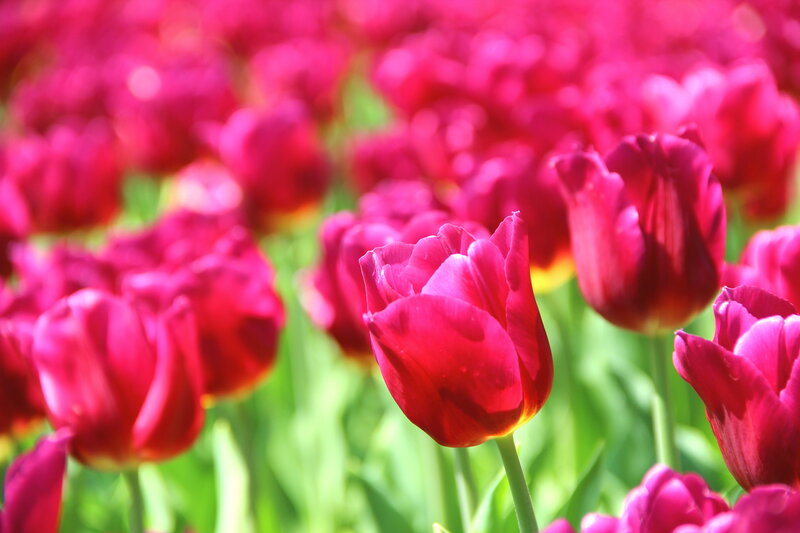 Red Tulips in Field — Bright, Afternoon, Photograph, Green Stems, Sunlight