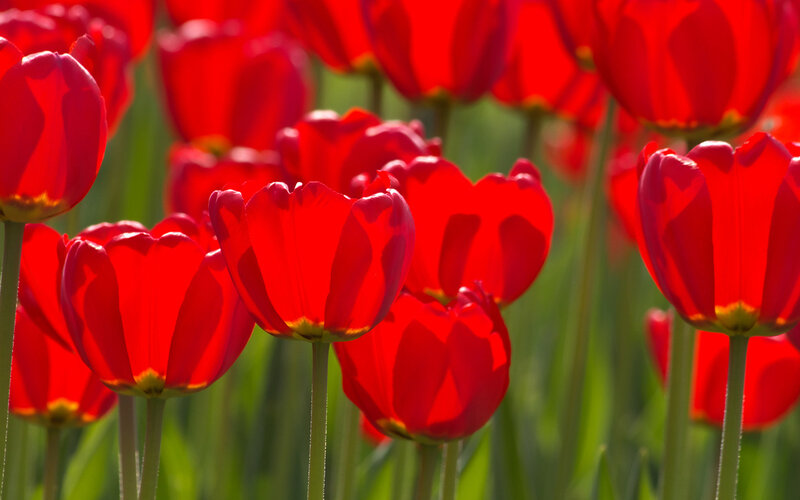 Red Tulips in Field — Bright, Afternoon, Photograph, Green Stems
