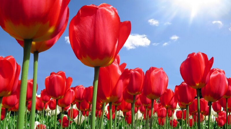Red Tulips in Field — Bright, Afternoon, Photograph, Sky, Sun, Clouds, Blue