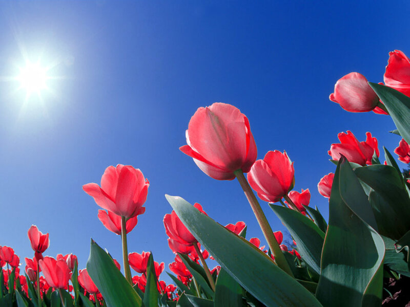 Red Tulips in Field — Bright, Afternoon, Photograph, Sun, Sky
