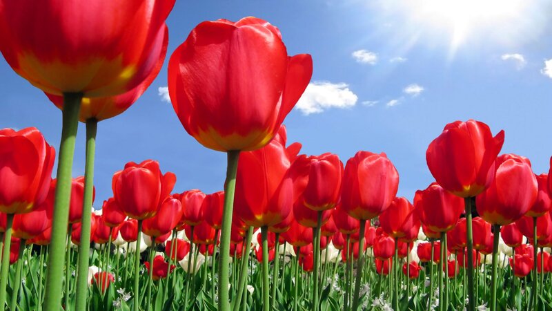 Red Tulips in Field — Bright, Afternoon, Photograph
