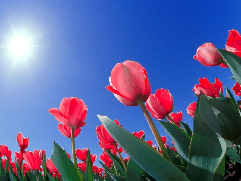 Red Tulips in Field — Bright, Afternoon