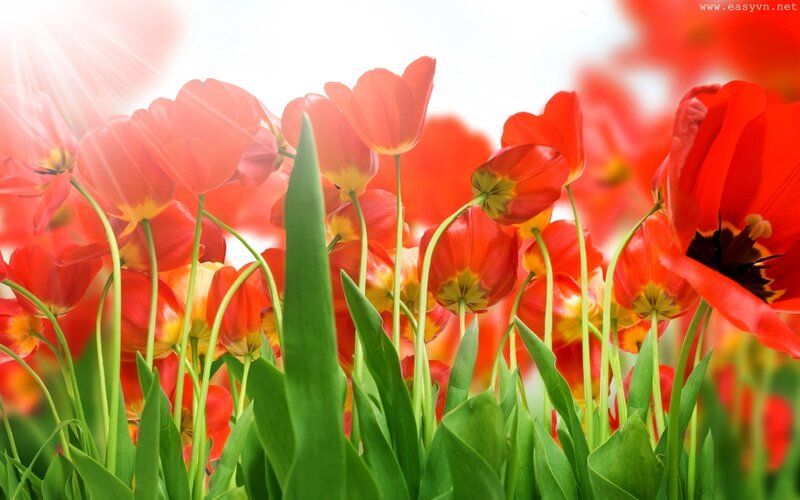 Red Tulips in Field — Bright, Morning