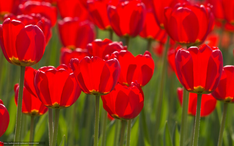 Red Tulips in Field — Bright, Spring, Photograph, Green Stems