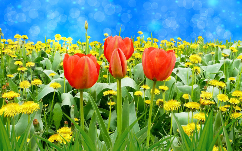 Red Tulips in Field — Bright, Spring, Photograph