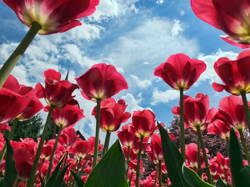 Red Tulips in Field — Bright, Spring