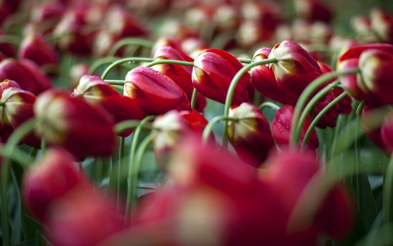 Red Tulips in Field — Calm