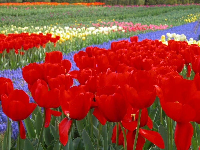 Red Tulips in Field — Colorful, Spring