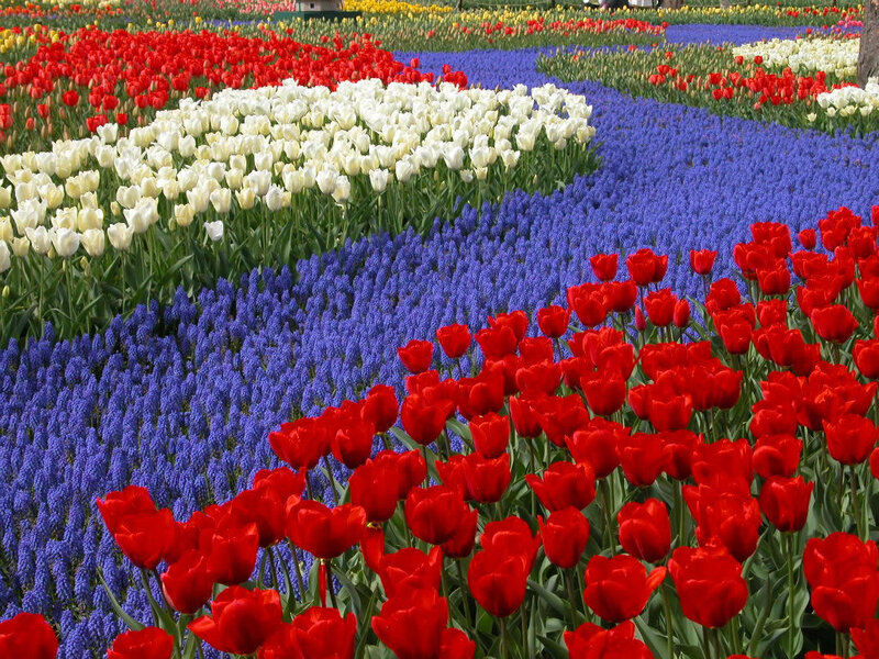 Red Tulips in Field — Colorful