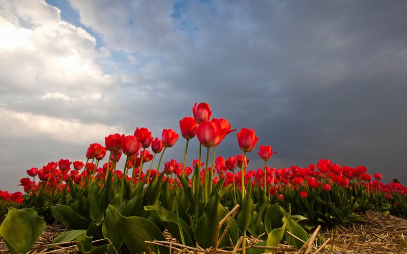 Red Tulips in Field — Dramatic, Afternoon, Photograph