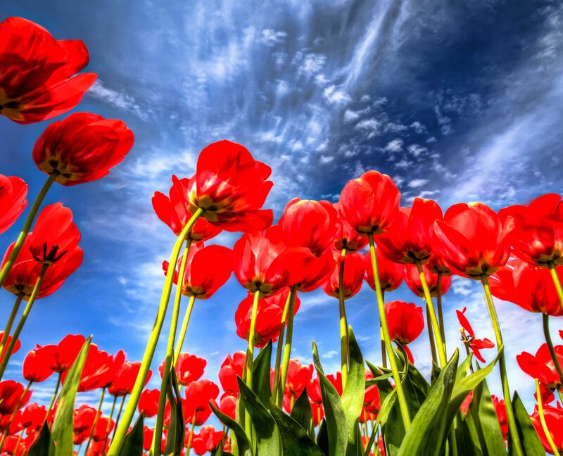 Red Tulips in Field — Dramatic, Spring, Photograph