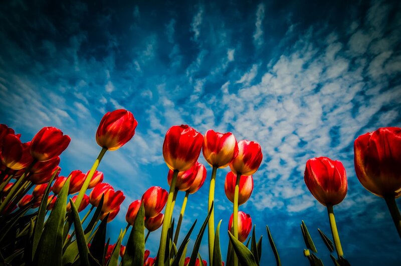 Red Tulips in Field — Dramatic, Spring