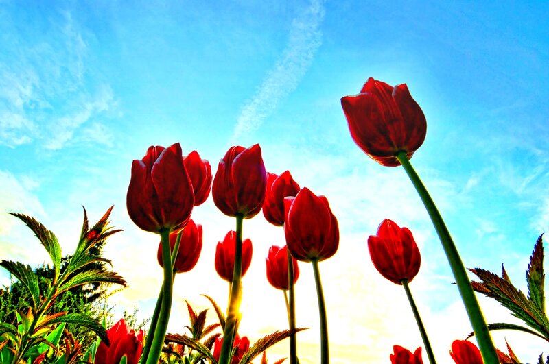Red Tulips in Field — Dramatic, Sunset, Photograph, Sky