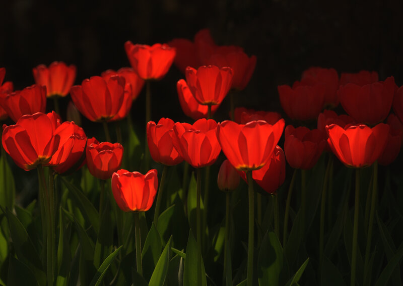 Red Tulips in Field — Dramatic, Sunset, Photograph