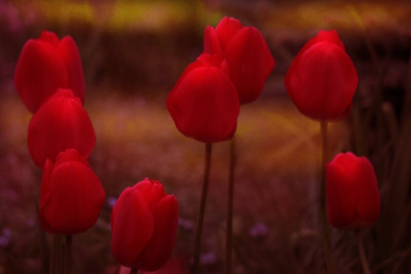Red Tulips in Field — Dramatic, Sunset