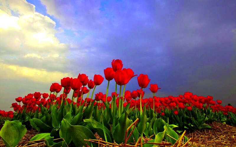 Red Tulips in Field — Dramatic