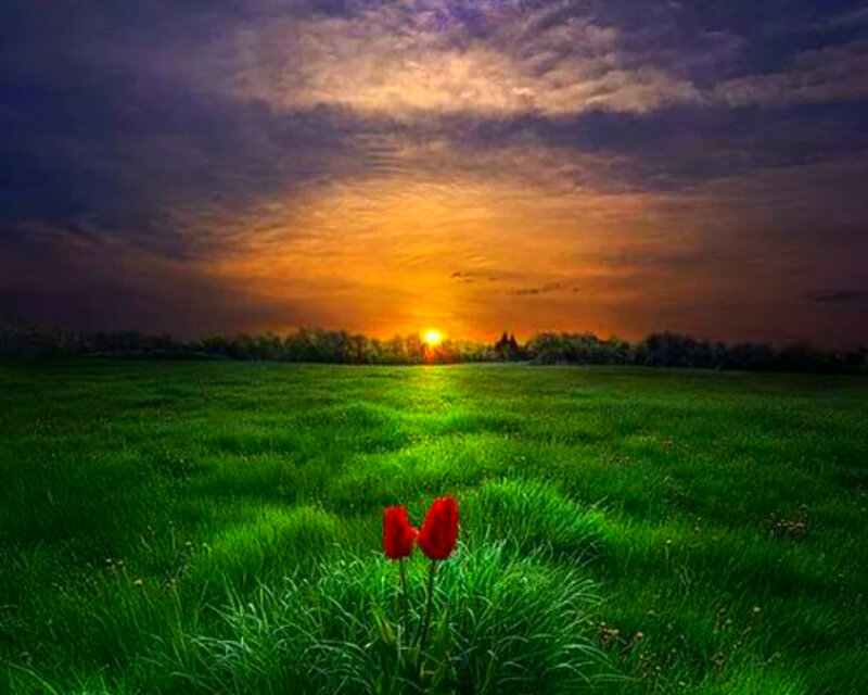 Red Tulips in Field — Green, Dramatic