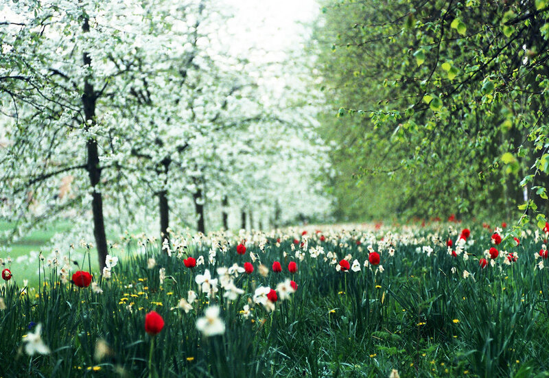 Red Tulips in Field — Green