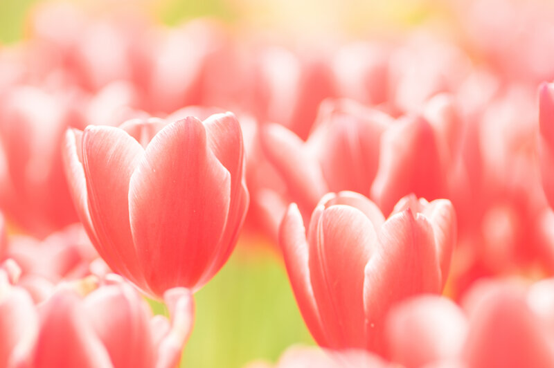 Red Tulips in Field — Pink