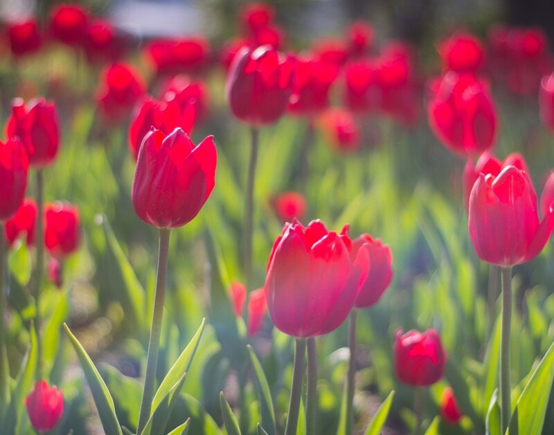 Red Tulips in Field — Serene, Afternoon, Photograph, Green Leaves, Sunlight