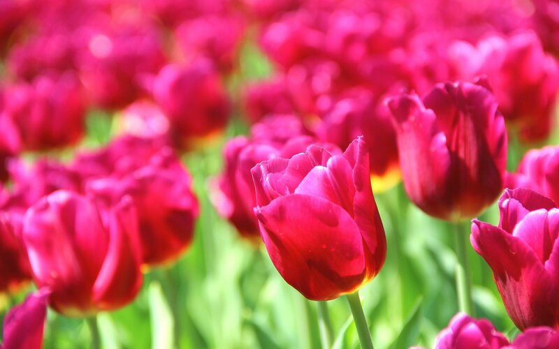 Red Tulips in Field — Serene, Afternoon, Photograph, Green Stems, Sunlight