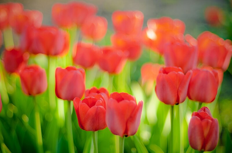 Red Tulips in Field — Serene, Afternoon, Photograph, Green Stems