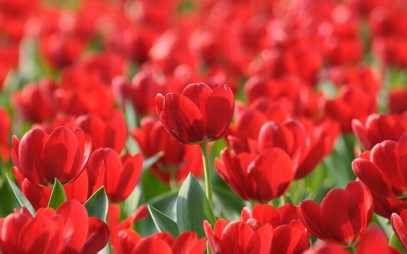Red Tulips in Field — Serene, Afternoon