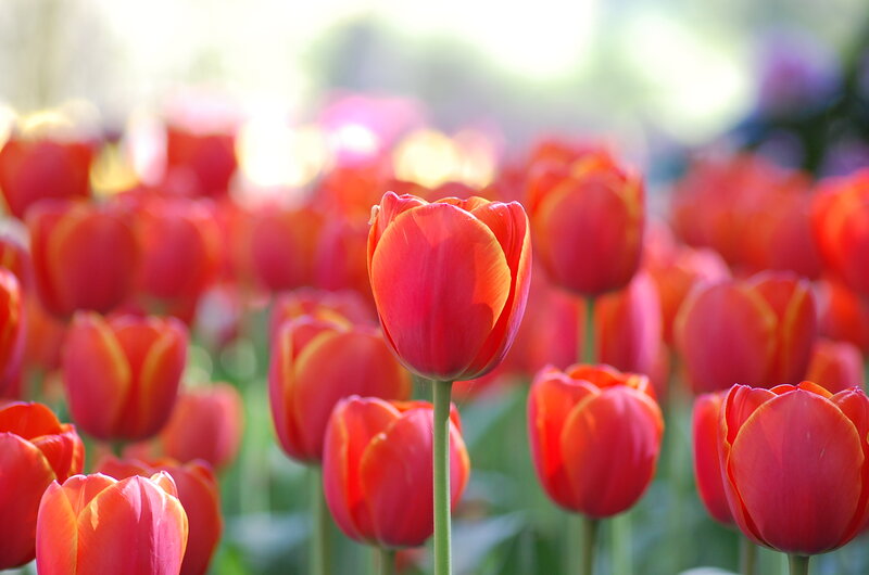 Red Tulips in Field — Serene, Morning, Photograph, Sunlight
