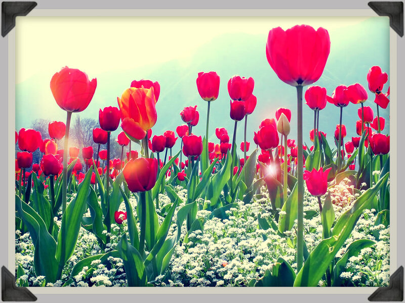 Red Tulips in Field — Serene, Morning