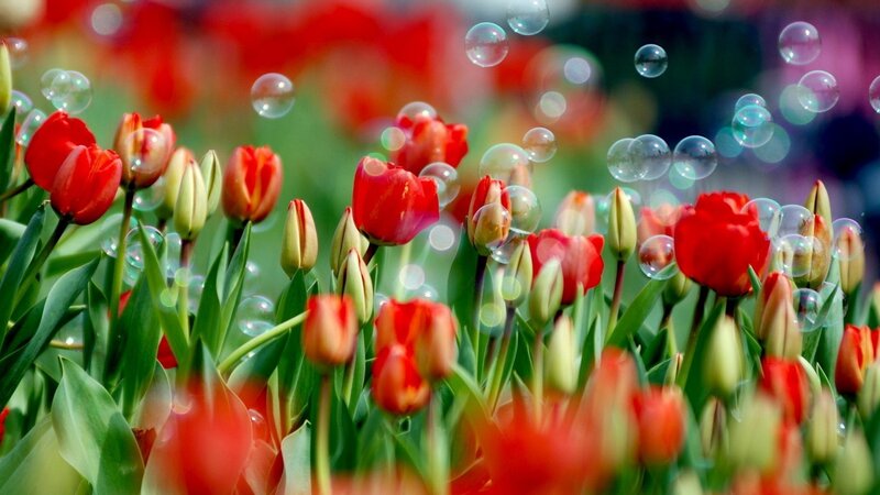Red Tulips in Field — Serene, Spring, Photograph, Bubbles, Green Leaves