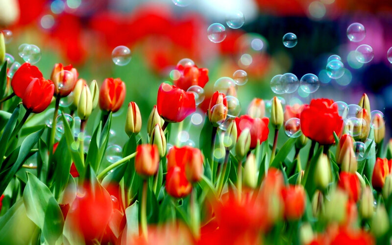 Red Tulips in Field — Serene, Spring, Photograph, Bubbles