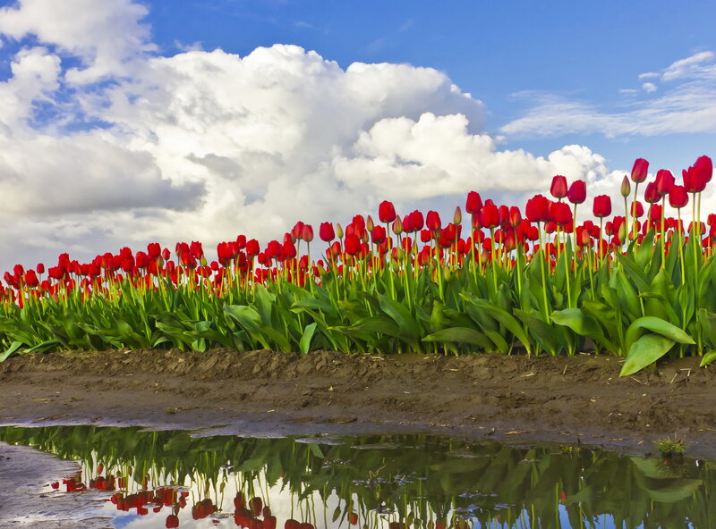 Red Tulips in Field — Serene, Spring, Photograph, Clouds