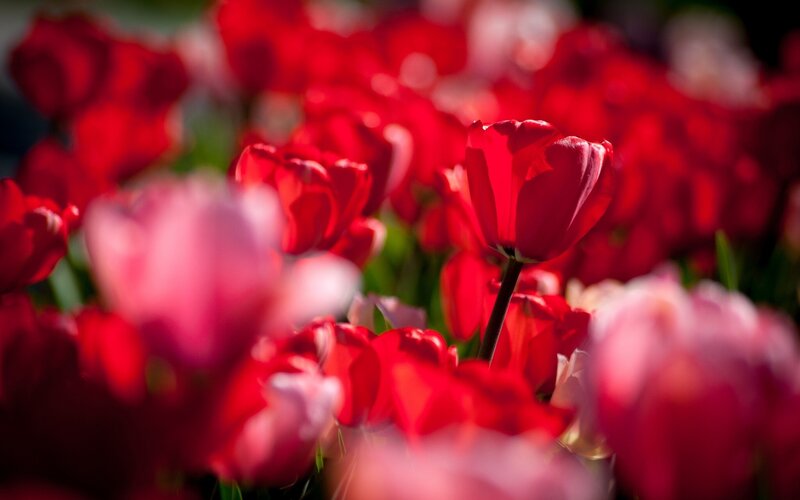 Red Tulips in Field — Serene, Spring, Photograph, Flowers, Green Stems