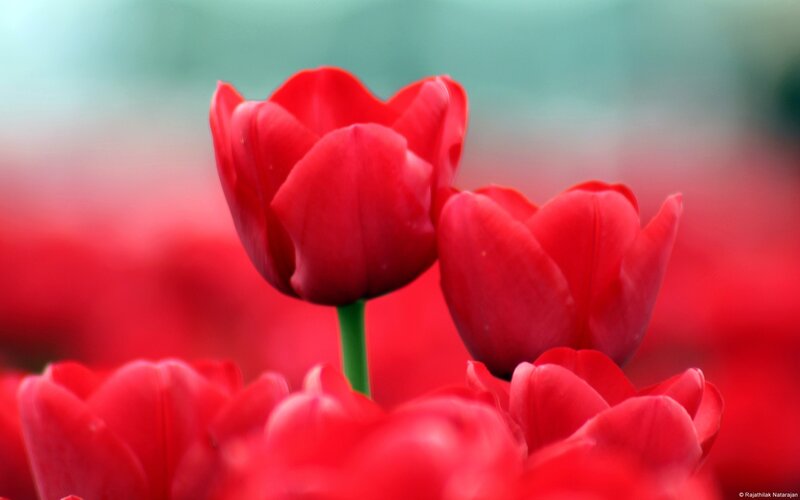 Red Tulips in Field — Serene, Spring, Photograph, Green Stem