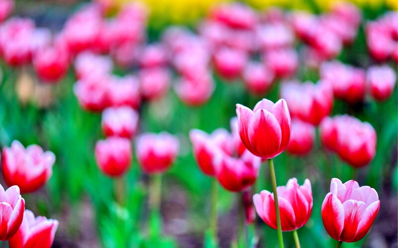 Red Tulips in Field — Serene, Spring, Photograph, Green Stems, Flowers