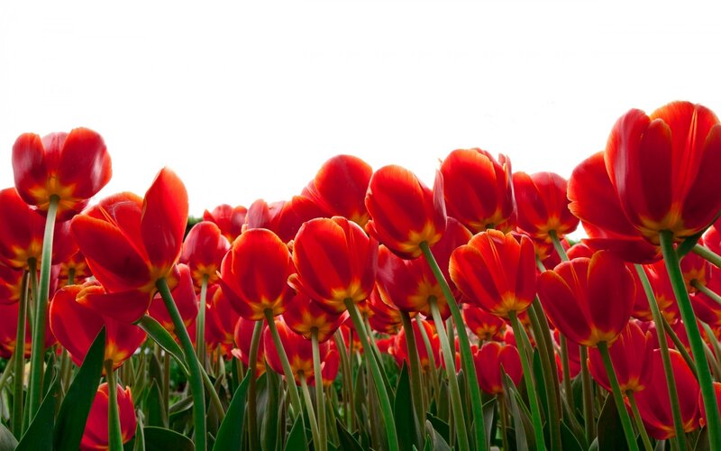 Red Tulips in Field — Serene, Spring, Photograph, Green Stems, Leaves
