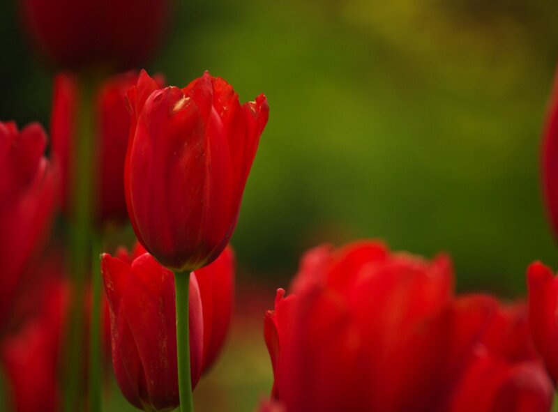 Red Tulips in Field — Serene, Spring, Photograph, Green Stems