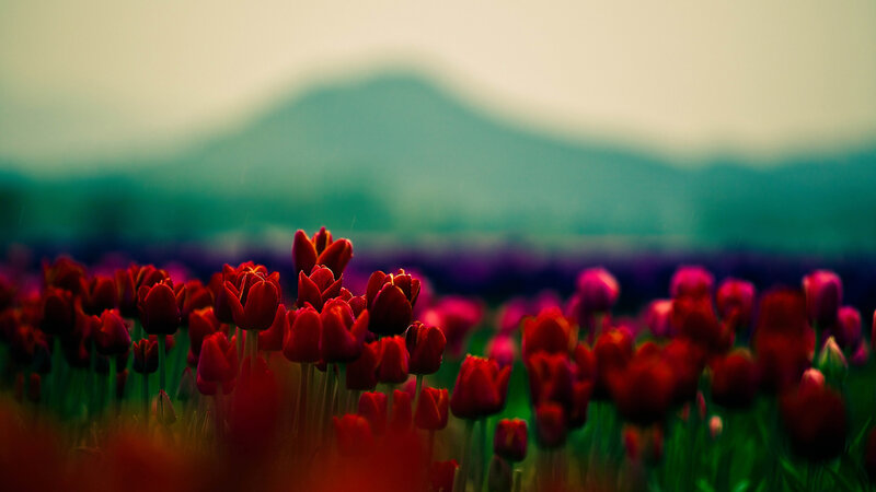 Red Tulips in Field — Serene, Spring, Photograph, Mountain