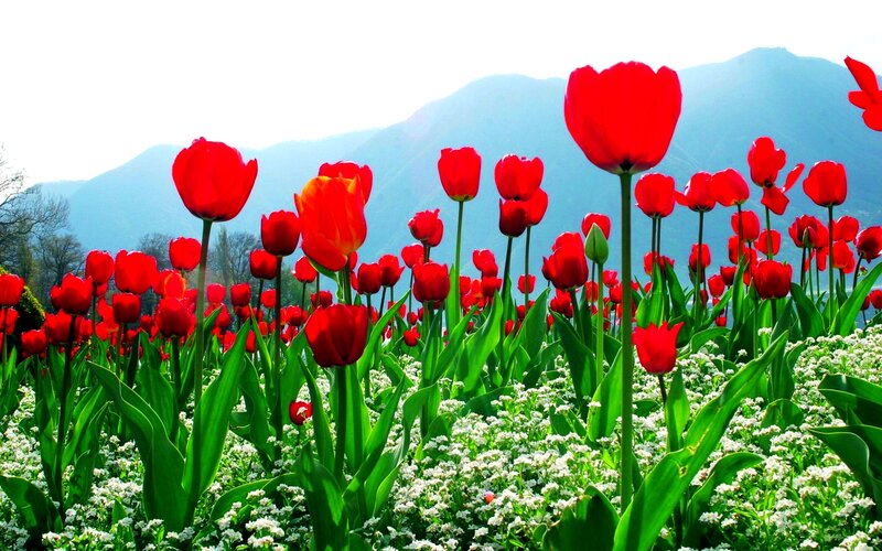 Red Tulips in Field — Serene, Spring, Photograph, Mountains, White Flowers