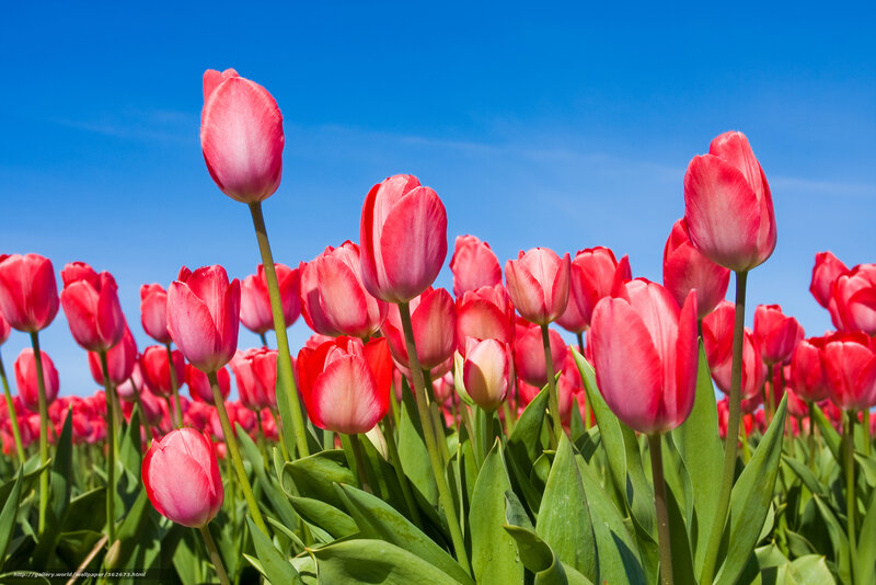 Red Tulips in Field — Serene, Spring, Photograph, Sky